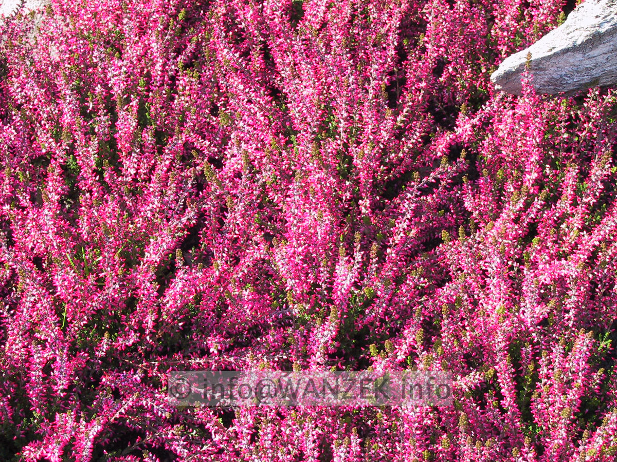 Calluna vulgaris Amethyst 02.JPG